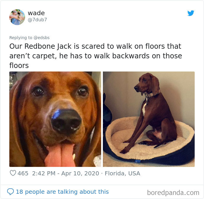 Dumbest-Dogs-Funny-Fails