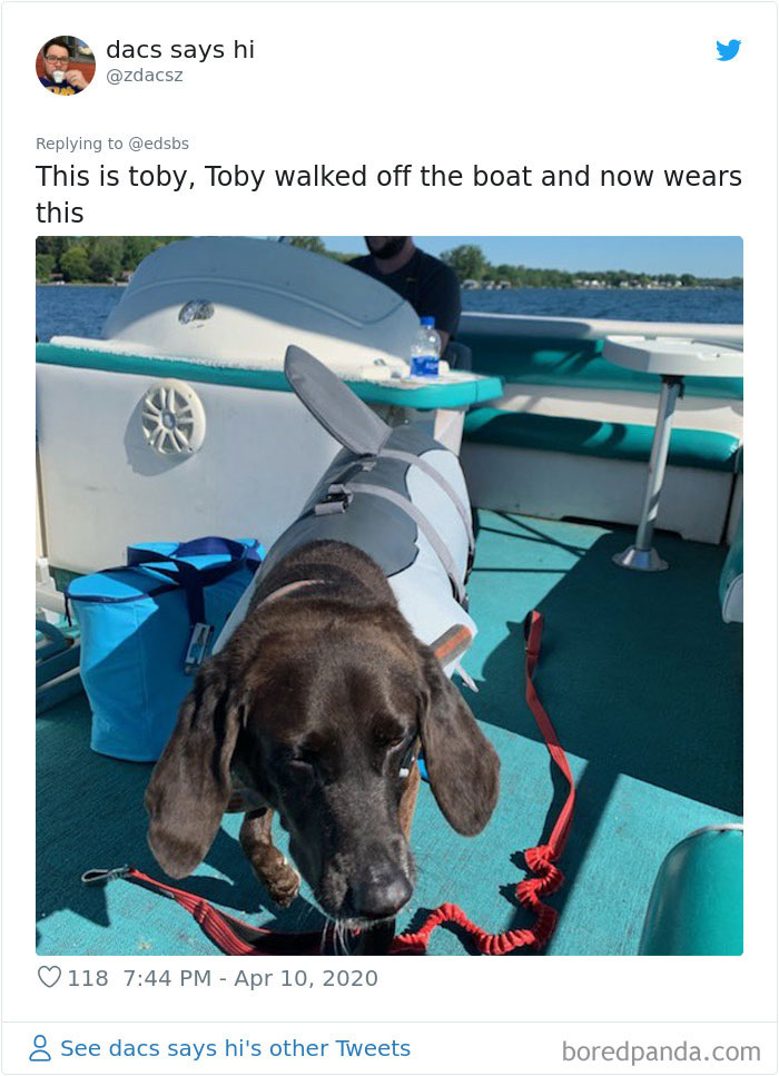 Dumbest-Dogs-Funny-Fails