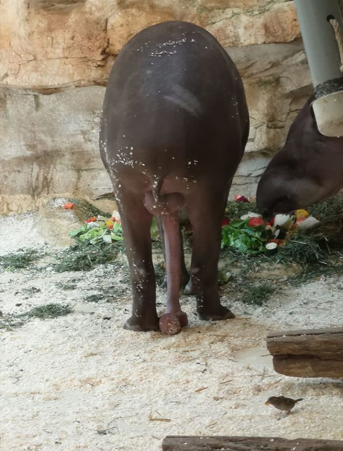 A Majestic 5 Legged Tapir