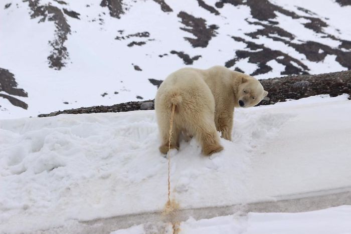 Not Quite Sure I Interpreted The "Crap Wildlife" Part Of The Name Of The Group Name Correctly, But One Thing Is For Sure: This Polar Bear Is Not Peeing