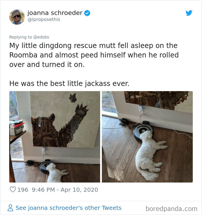 Dumbest-Dogs-Funny-Fails