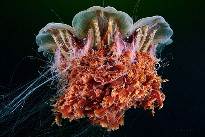 “This Isn’t CGI”: Video Of A Real-Life Creature Known As A Sea Angel Hovering Under Ice In The White Sea Goes Viral “This Isn’t CGI”: Video Of A Real-Life Creature Known As A Sea Angel Hovering Under Ice In The White Sea Goes Viral