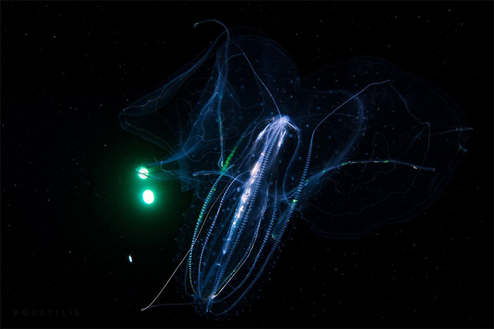 “This Isn’t CGI”: Video Of A Real-Life Creature Known As A Sea Angel Hovering Under Ice In The White Sea Goes Viral “This Isn’t CGI”: Video Of A Real-Life Creature Known As A Sea Angel Hovering Under Ice In The White Sea Goes Viral