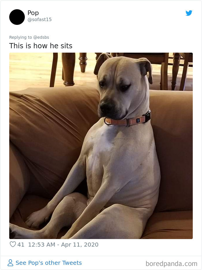 Dumbest-Dogs-Funny-Fails