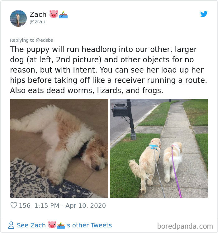 Dumbest-Dogs-Funny-Fails