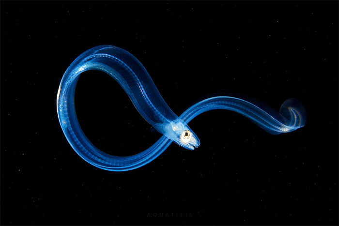 “This Isn’t CGI”: Video Of A Real-Life Creature Known As A Sea Angel Hovering Under Ice In The White Sea Goes Viral “This Isn’t CGI”: Video Of A Real-Life Creature Known As A Sea Angel Hovering Under Ice In The White Sea Goes Viral