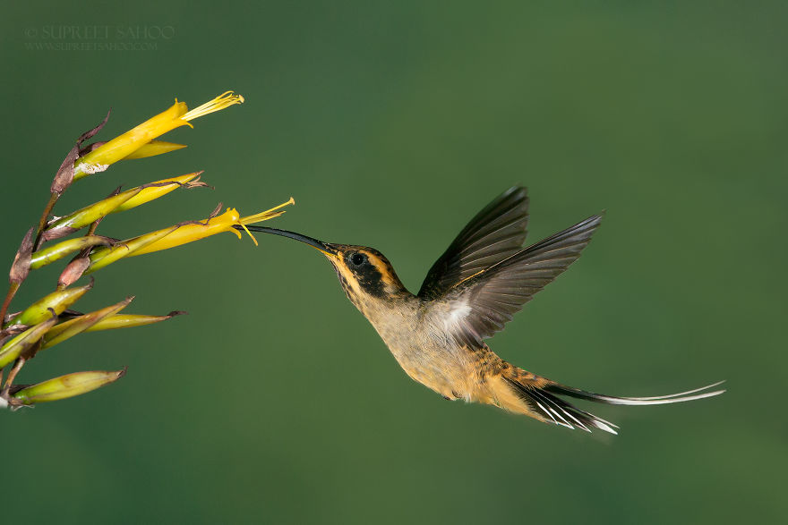 Scale-Throated Hermit
