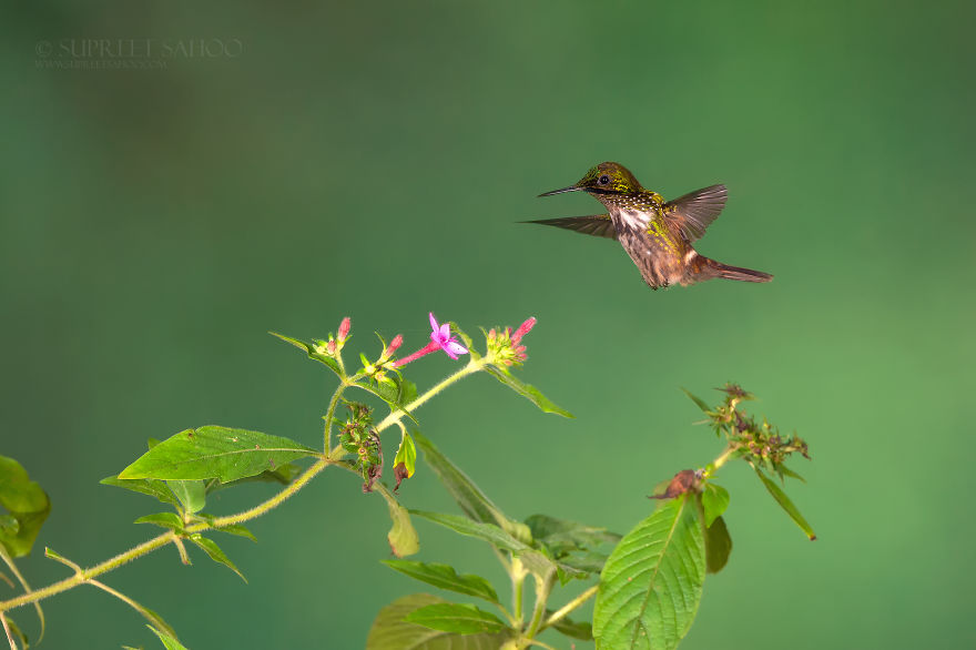 Festive Coquette In Flight