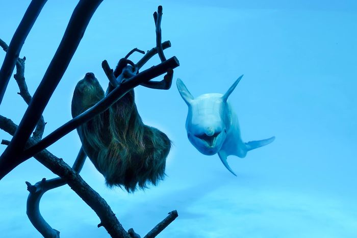 These Dolphins Have Lost Their Minds With Excitement At The Sight Of A Sloth