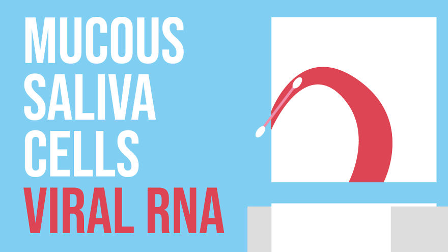 I Made An Animation That Explains How Different Coronavirus Tests Work (For The Non-Techies Out There) I Made An Animation That Explains How Different Coronavirus Tests Work (For The Non-Techies Out There)