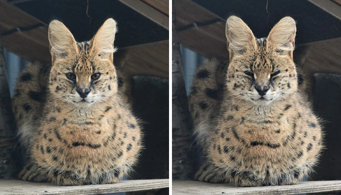 These 20 Animals Show How Exactly We Look Without Contact Lenses