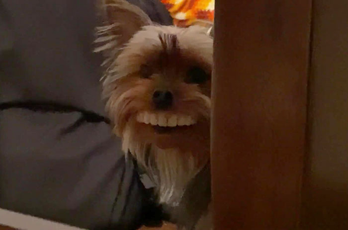 Dog Runs Off With Owner's Dentures, Owner Laughs Hysterically Once He Sees The Dog Dog Runs Off With Owner's Dentures, Owner Laughs Hysterically Once He Sees The Dog