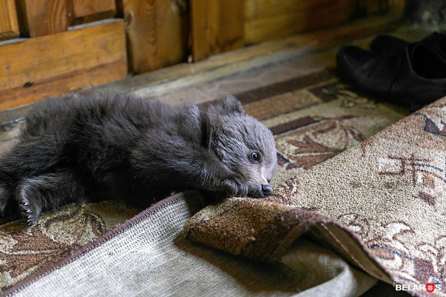 Bear Cub Wanders Onto A Farm And Authorities Suggest Putting Her To Sleep But This Man Decides To Raise Her Bear Cub Wanders Onto A Farm And Authorities Suggest Putting Her To Sleep But This Man Decides To Raise Her
