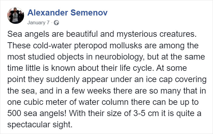 &ldquo;This Isn&rsquo;t CGI&rdquo;: Video Of A Real-Life Creature Known As A Sea Angel Hovering Under Ice In The White Sea Goes Viral