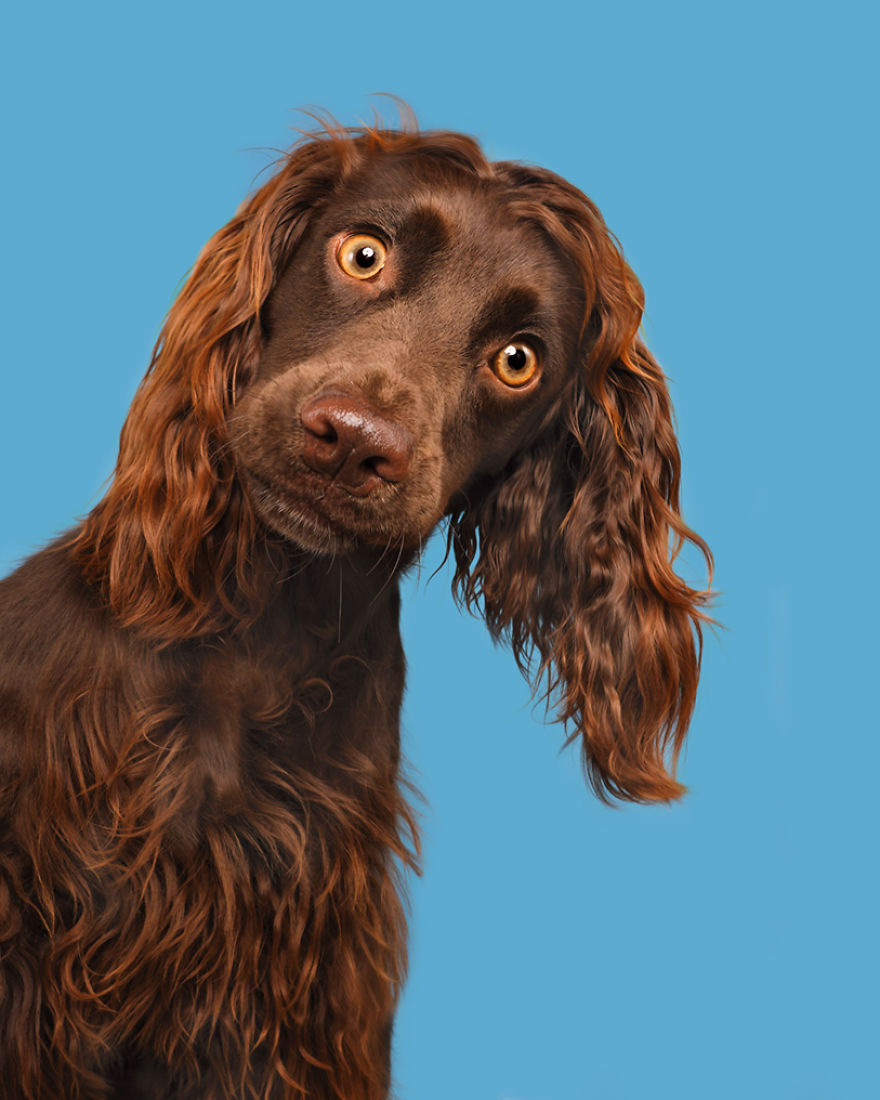 Toffee, The Working Cocker Spaniel