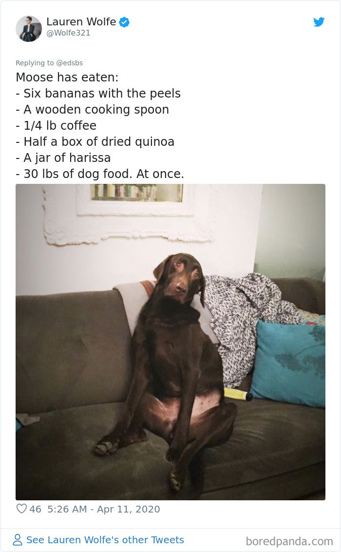 Dumbest-Dogs-Funny-Fails