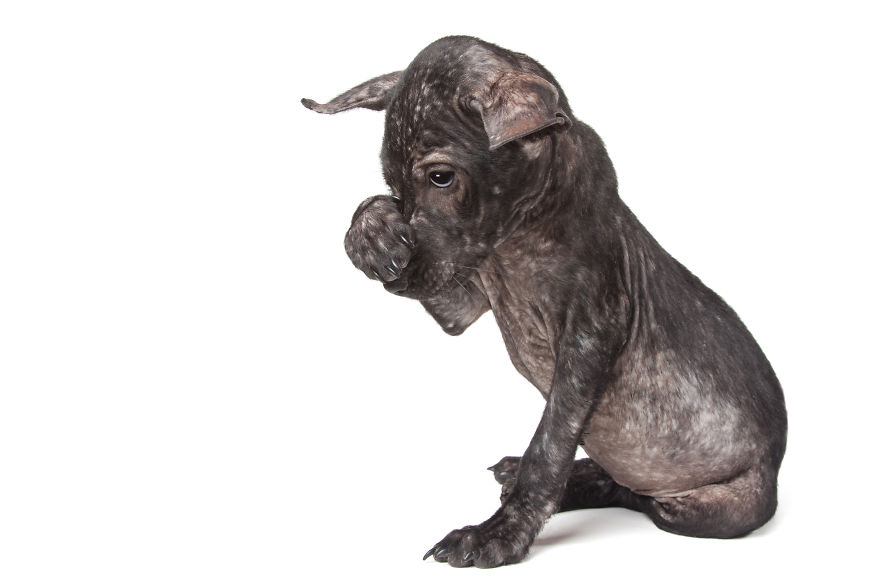 Bali Pip, A Puppy With Mange Who Was Rescued By The Bali Animal Welfare Association