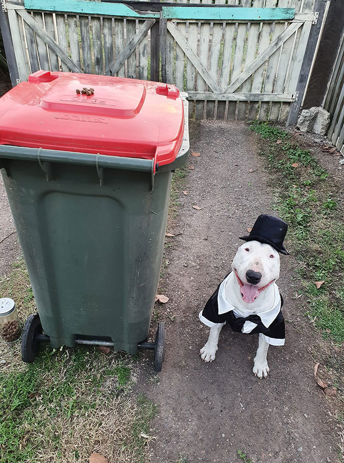 Australians-Dress-Up-Taking-Bins-Out