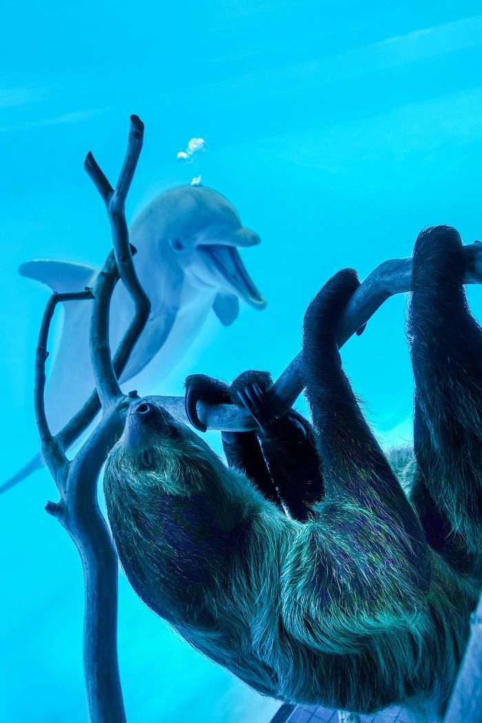 These Dolphins Have Lost Their Minds With Excitement At The Sight Of A Sloth