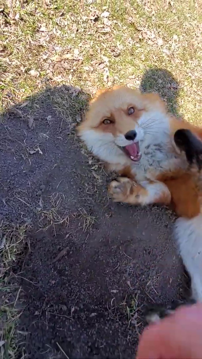 This Sneaky Fox Steals A Woman's Phone, Runs Away While It's Still Recording, Tries To Bury It This Sneaky Fox Steals A Woman's Phone, Runs Away While It's Still Recording, Tries To Bury It