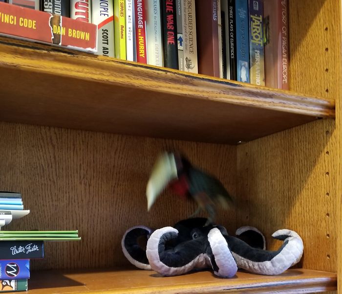 Rare Shot Of A Toucan Stomping An Octopus