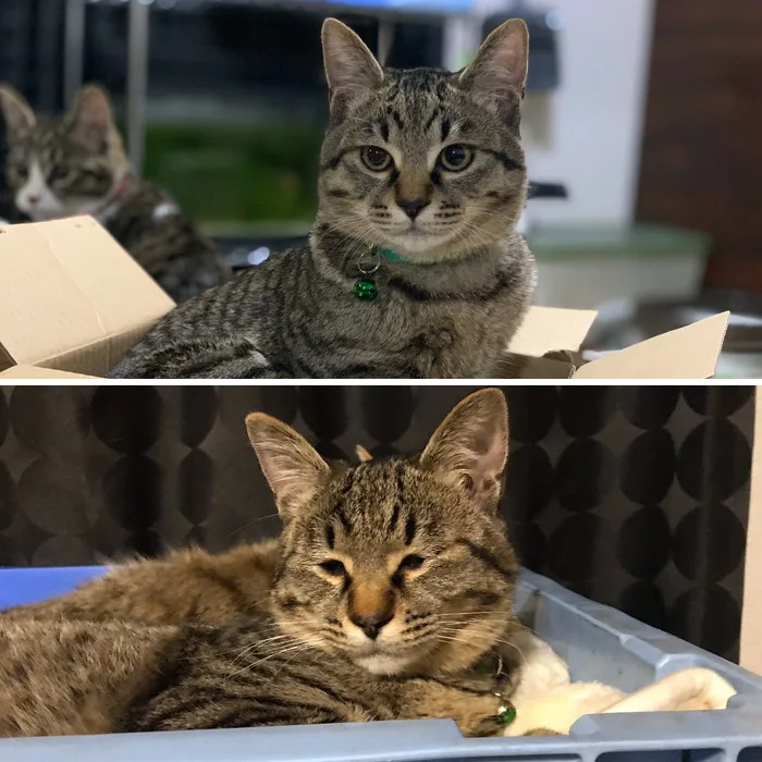 These 20 Animals Show How Exactly We Look Without Contact Lenses