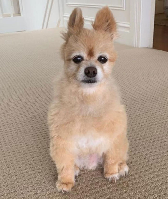 Woman Leaves Her Instagram Followers In Stitches After Grooming Her Dog In Self-Isolation
