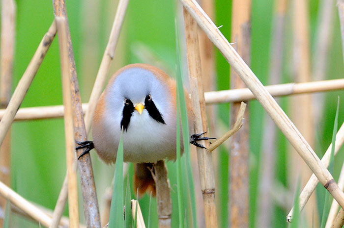 These Adorably Round Bearded Reedling Birds Can Do Perfect Splits These Adorably Round Bearded Reedling Birds Can Do Perfect Splits