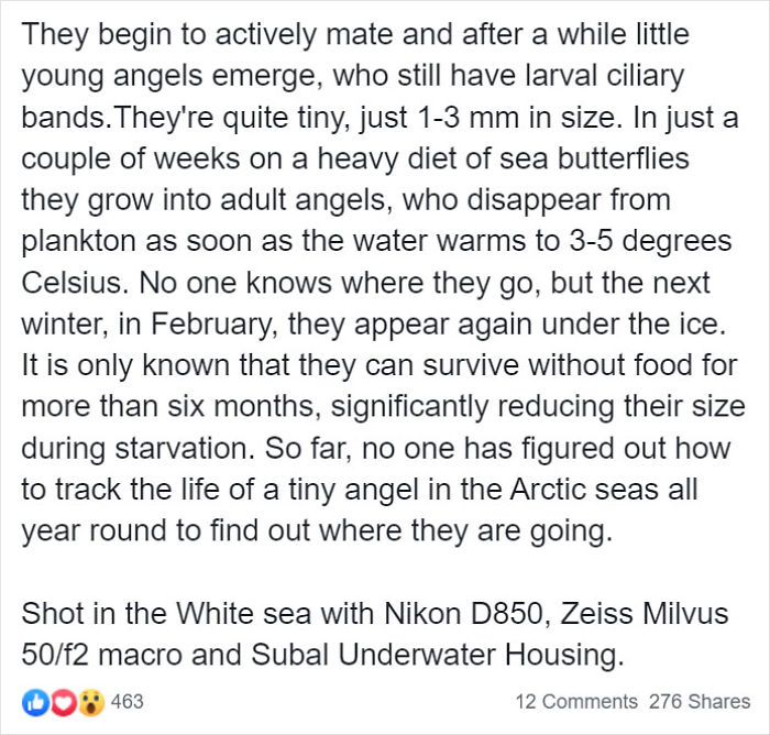 &ldquo;This Isn&rsquo;t CGI&rdquo;: Video Of A Real-Life Creature Known As A Sea Angel Hovering Under Ice In The White Sea Goes Viral