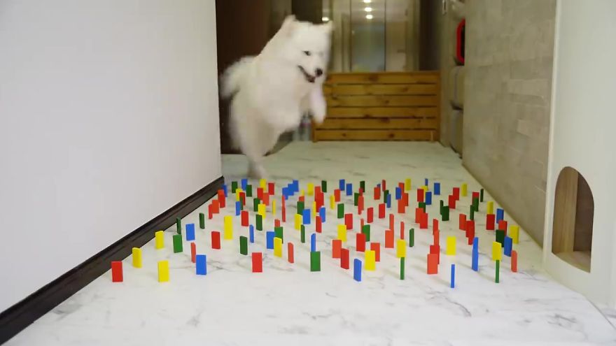 This Viral Challenge Shows How Differently Cats And Dogs Deal With Obstacles In Their Way This Viral Challenge Shows How Differently Cats And Dogs Deal With Obstacles In Their Way