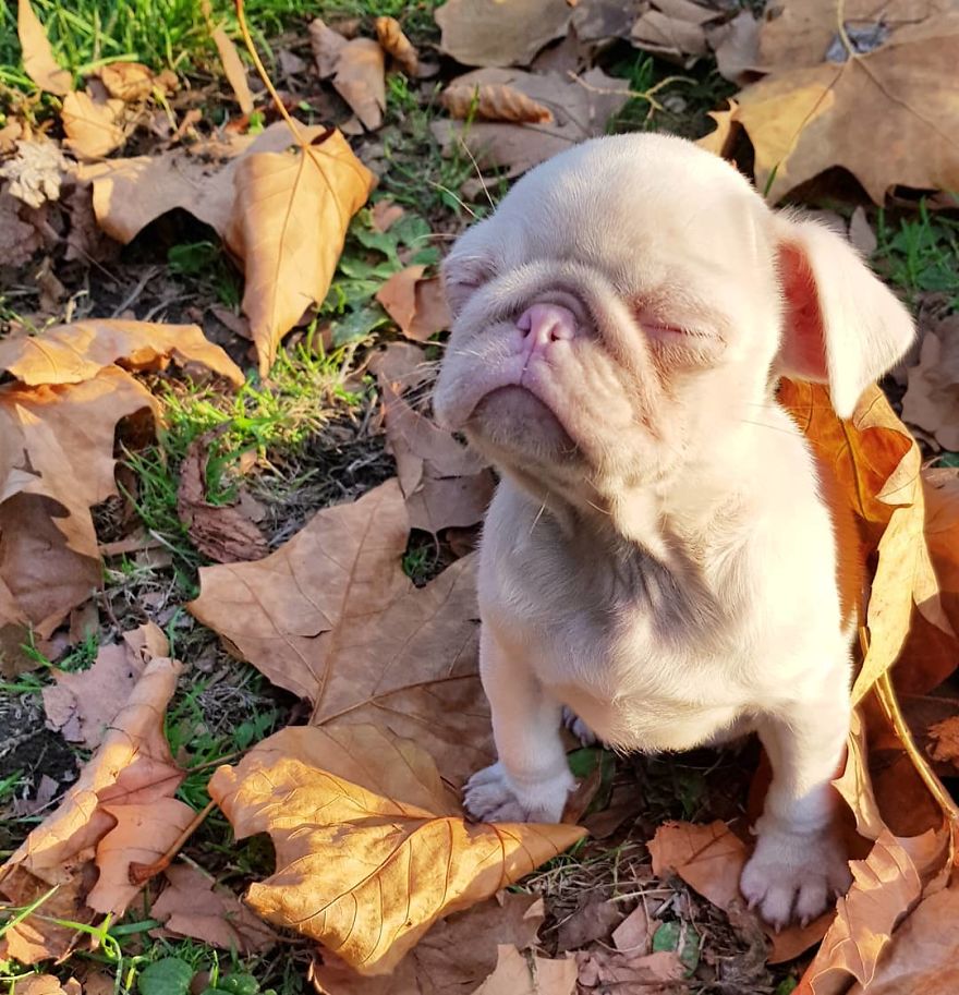 Meet Milkshake, The Albino Pug That Is Going Viral