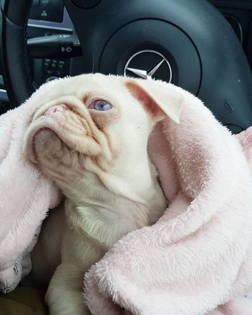 Meet Milkshake, The Albino Pug That Is Going Viral