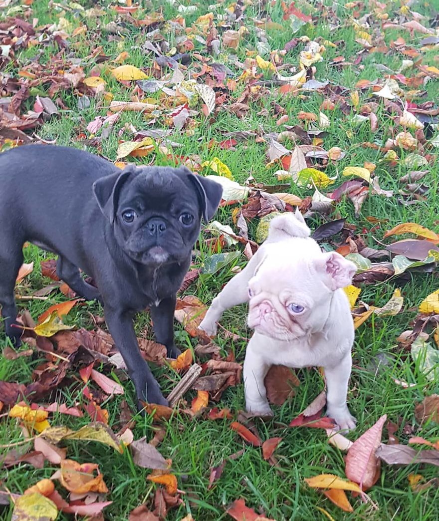 Meet Milkshake, The Albino Pug That Is Going Viral