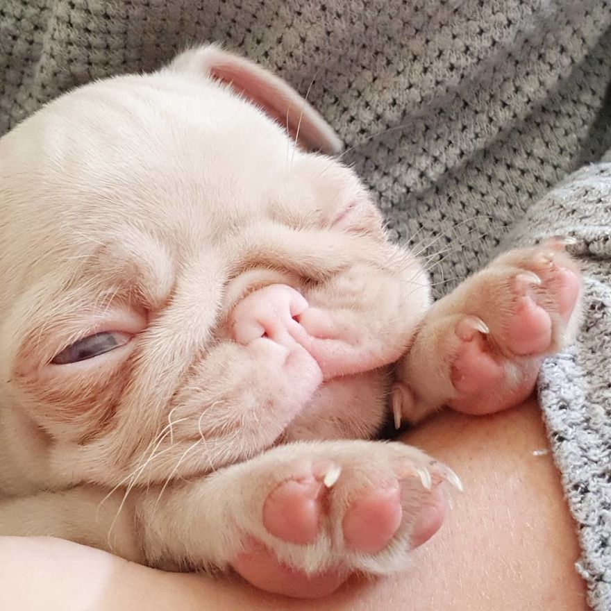 Meet Milkshake, The Albino Pug That Is Going Viral