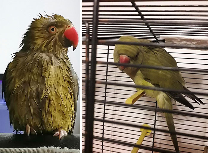 Funny-Video-Meetings-Conference-Call-Fails-Quarantine