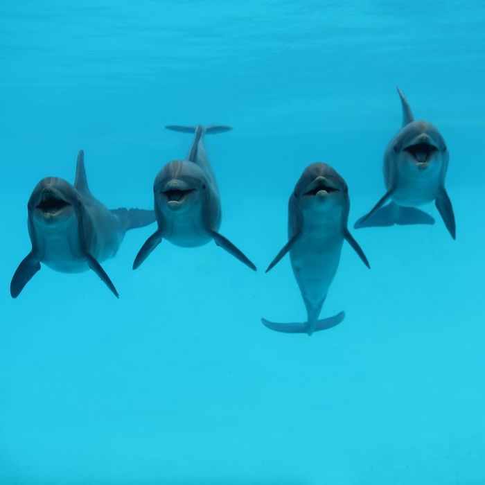 These Dolphins Have Lost Their Minds With Excitement At The Sight Of A Sloth