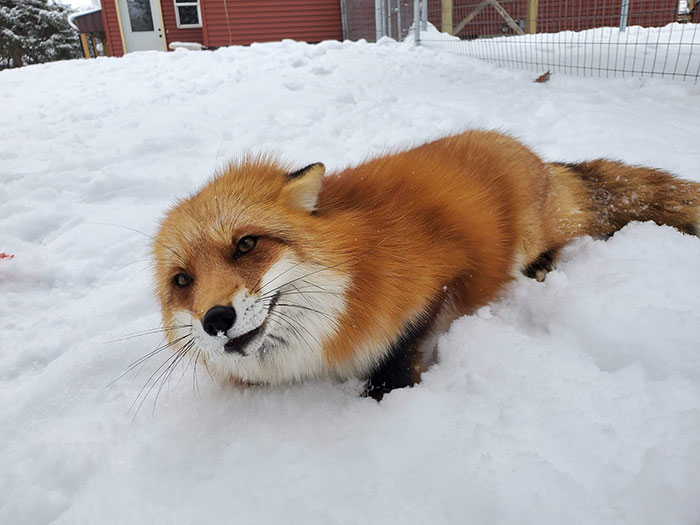 This Sneaky Fox Steals A Woman's Phone, Runs Away While It's Still Recording, Tries To Bury It