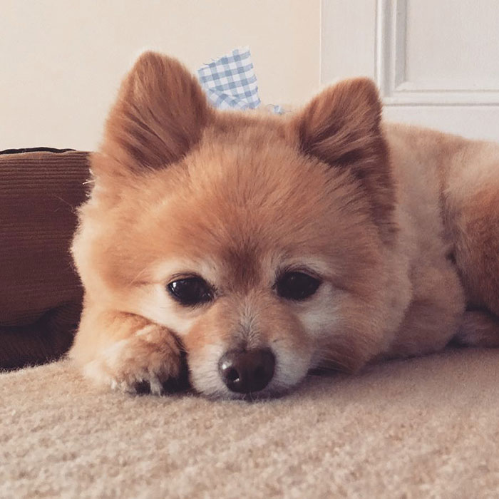 Woman Leaves Her Instagram Followers In Stitches After Grooming Her Dog In Self-Isolation