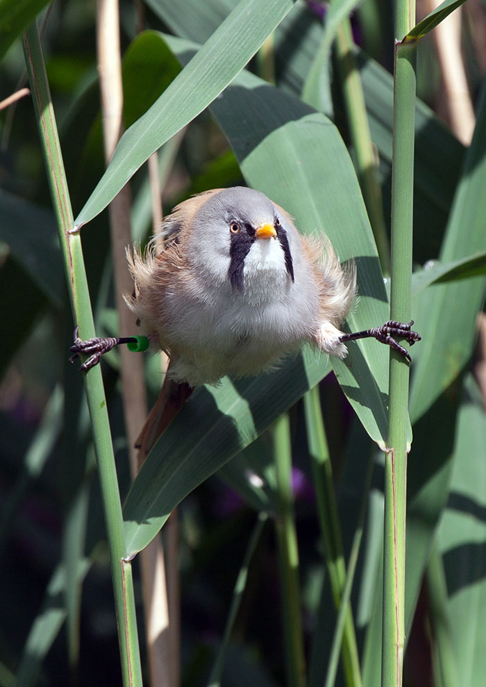 These Adorably Round Bearded Reedling Birds Can Do Perfect Splits These Adorably Round Bearded Reedling Birds Can Do Perfect Splits