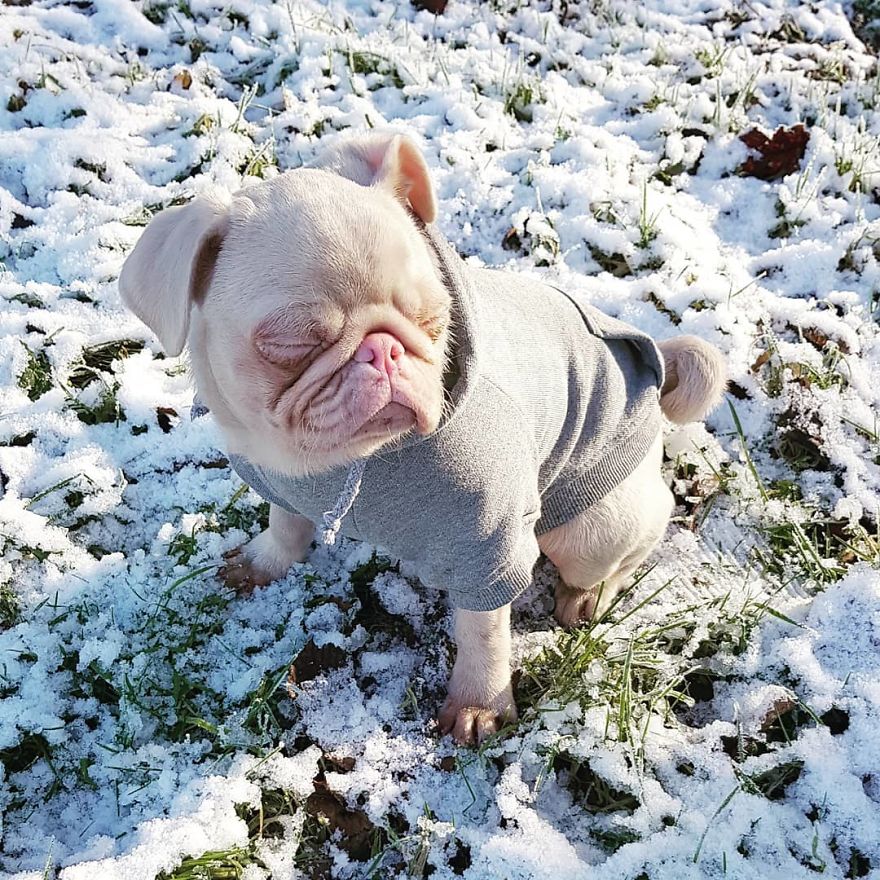 Meet Milkshake, The Albino Pug That Is Going Viral