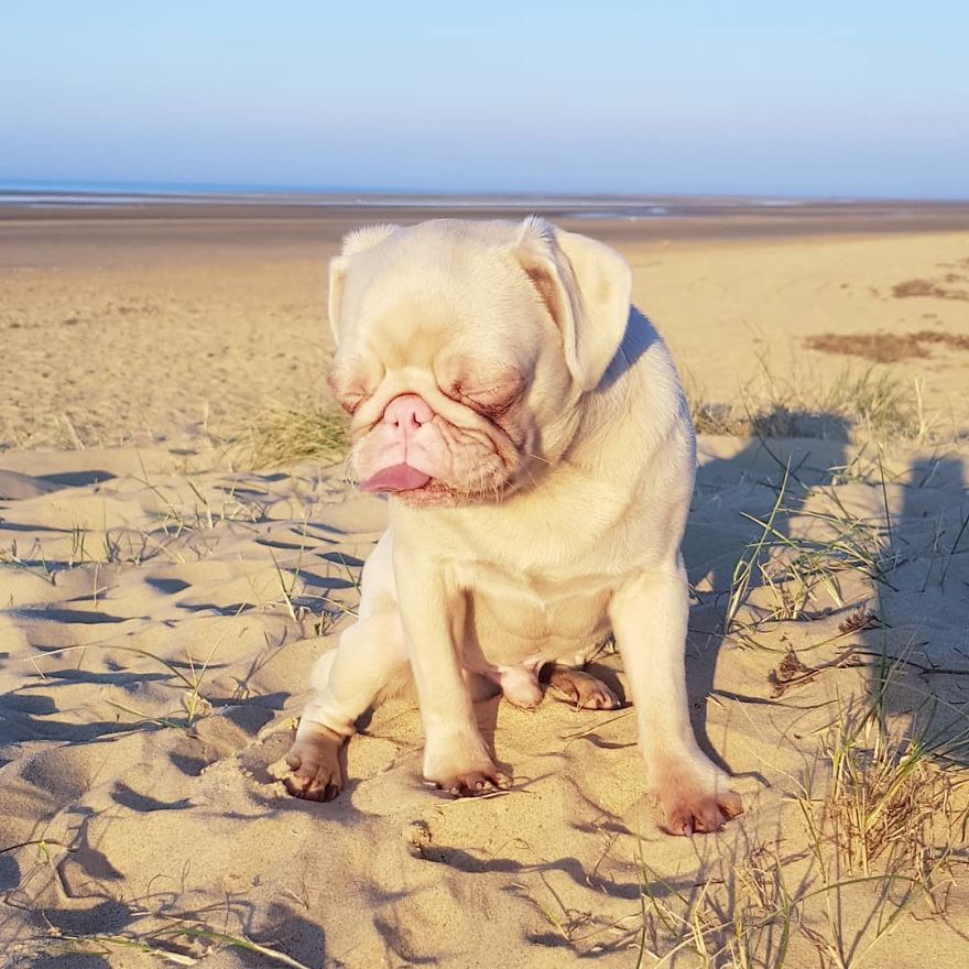Meet Milkshake, The Albino Pug That Is Going Viral