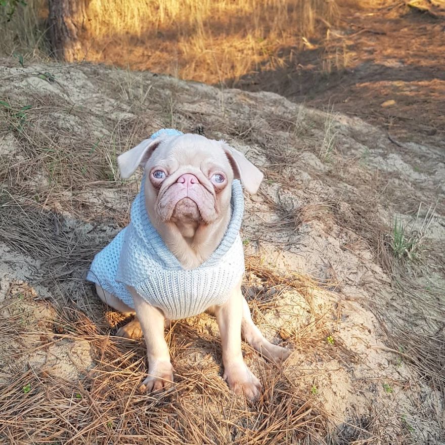 Meet Milkshake, The Albino Pug That Is Going Viral