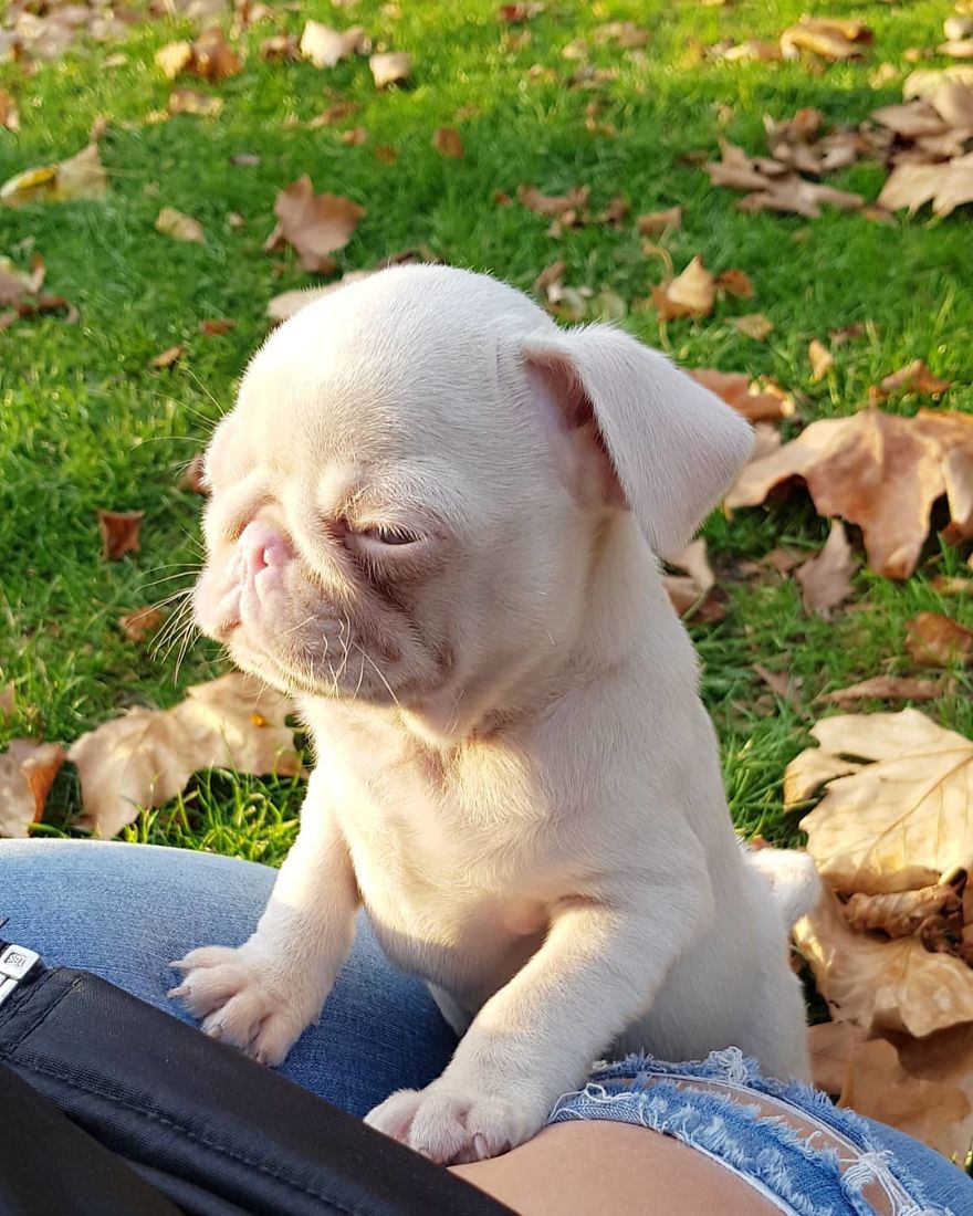 Meet Milkshake, The Albino Pug That Is Going Viral