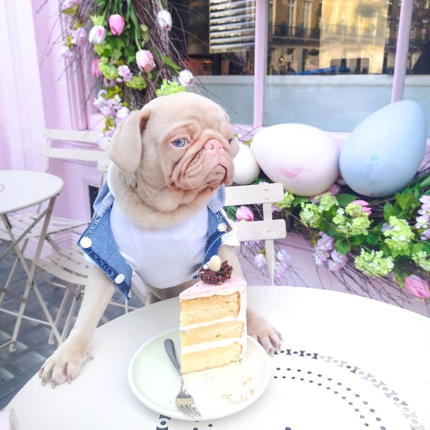 Meet Milkshake, The Albino Pug That Is Going Viral
