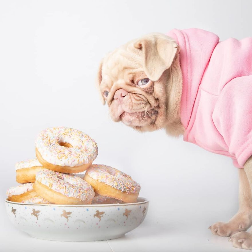 Meet Milkshake, The Albino Pug That Is Going Viral