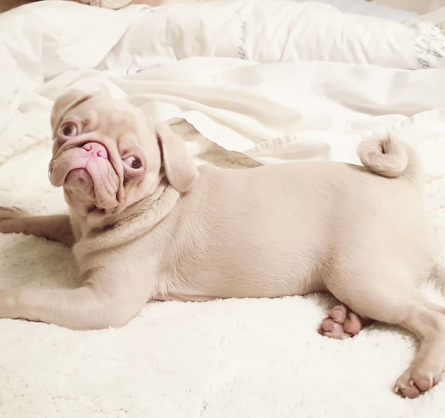 Meet Milkshake, The Albino Pug That Is Going Viral