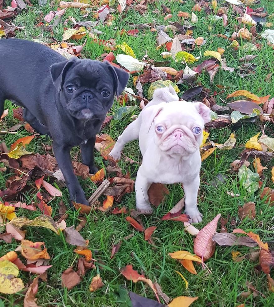 Meet Milkshake, The Albino Pug That Is Going Viral
