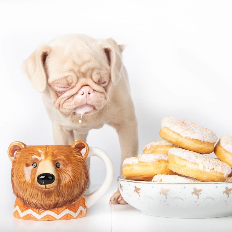 Meet Milkshake, The Albino Pug That Is Going Viral