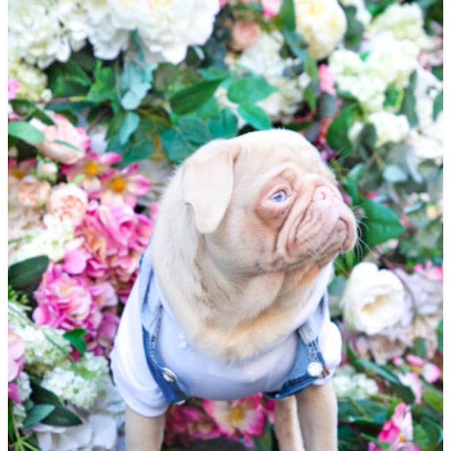 Meet Milkshake, The Albino Pug That Is Going Viral