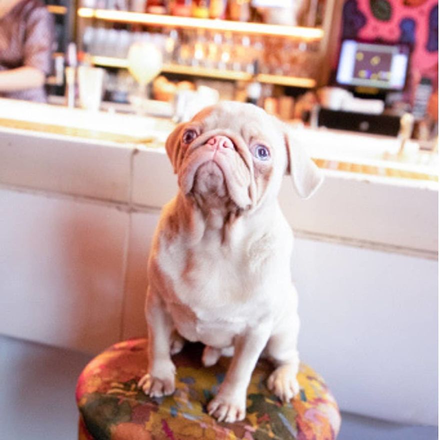 Meet Milkshake, The Albino Pug That Is Going Viral